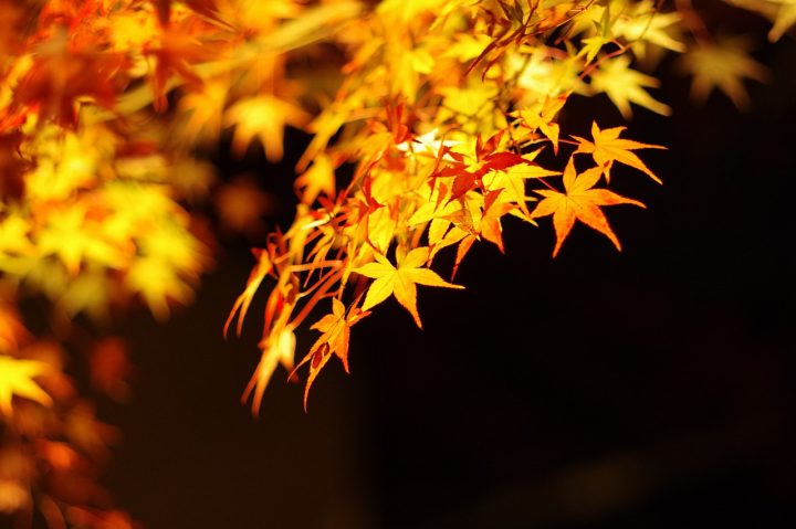 ライトアップされた京都の紅葉